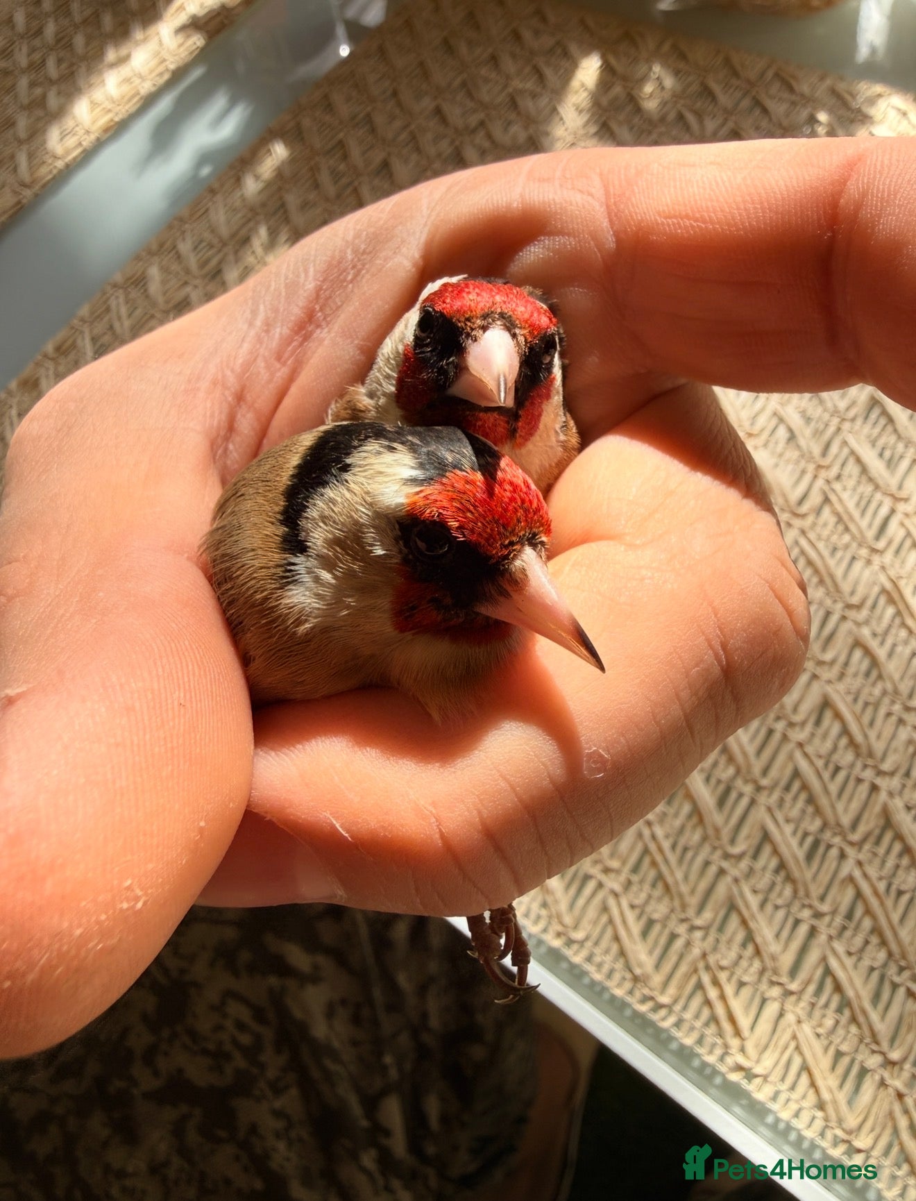 Finches birds for sale: Healthy Goldfinches & Greenfinches For Sale - Advert 11
