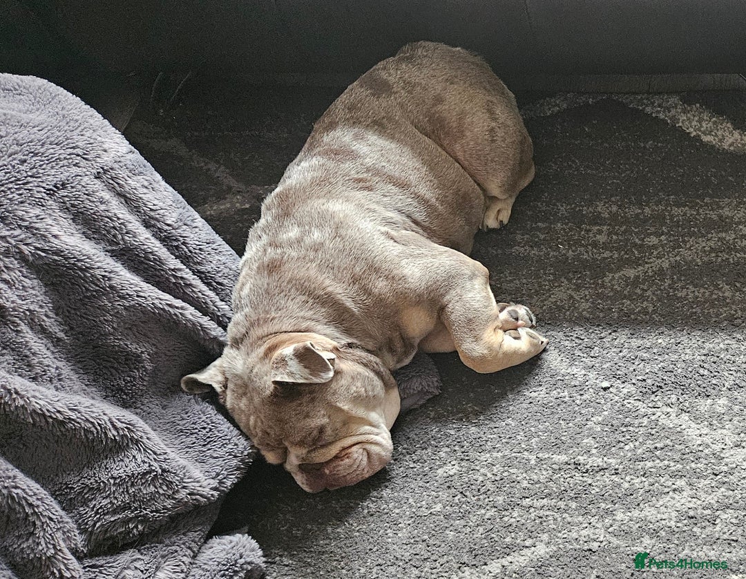 English Bulldog dogs for sale: Fawn Merle English Bulldog Female  - Image 5