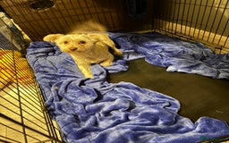 Mixed Breed dogs for sale: Labradoodle x jack russell female - Image 2