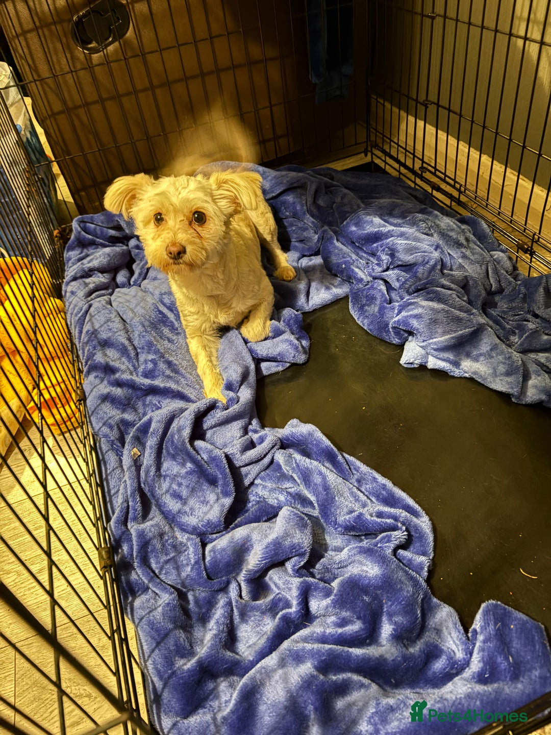Mixed Breed dogs for sale: Labradoodle x jack russell female - Image 2