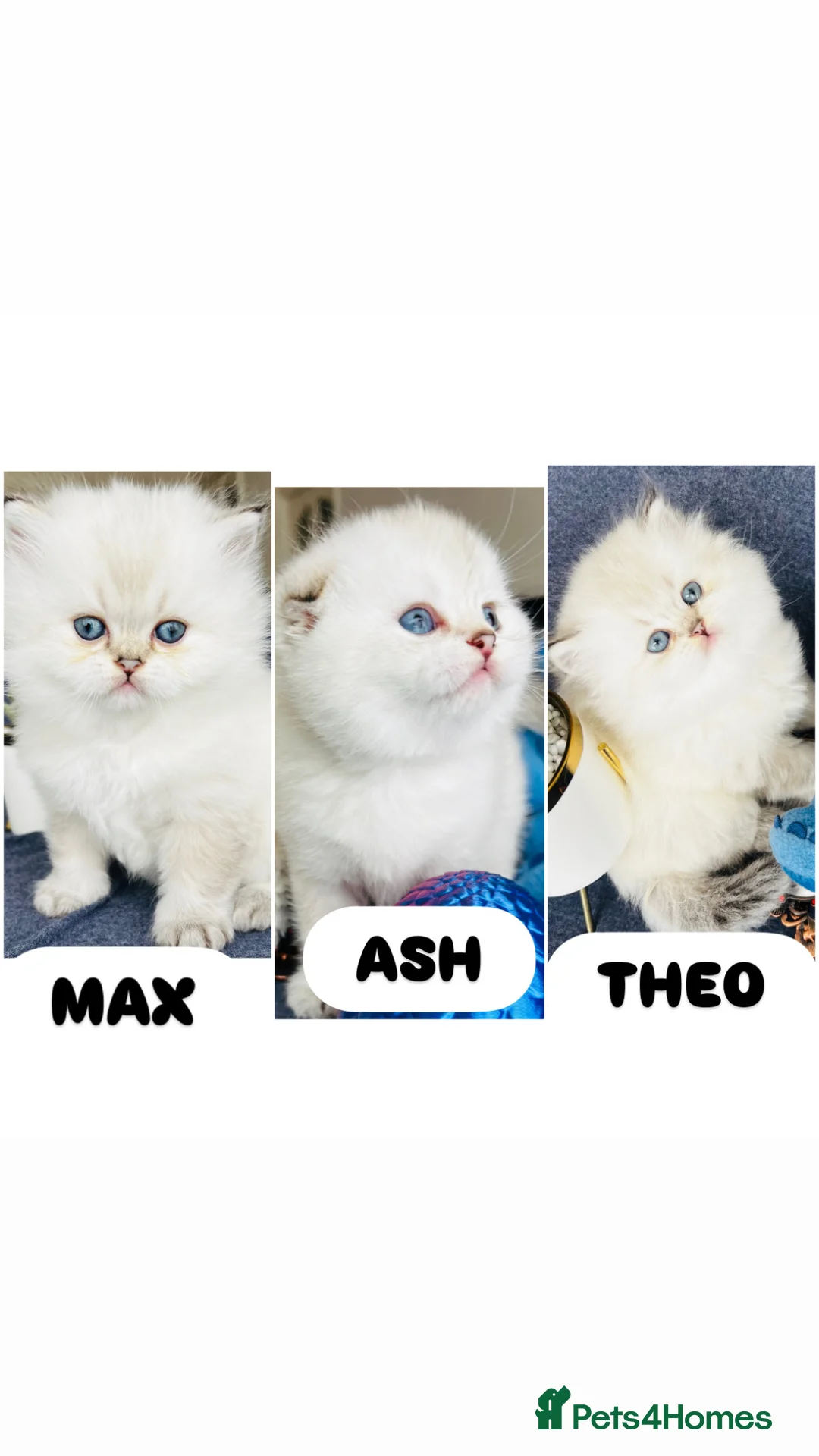 Scottish Fold cats for sale: Pedigree TICA registered boy kittens  - Advert 1