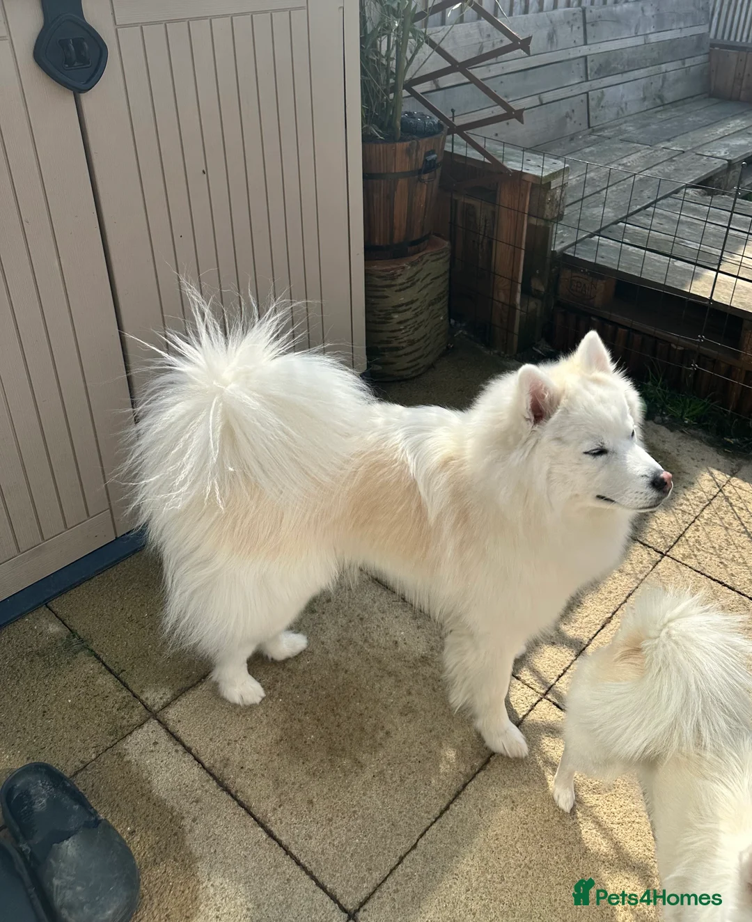 Pomsky dogs for stud: Stunning icy blue eyed F2 Pomsky stud proven  in Dunstable - Advert 7