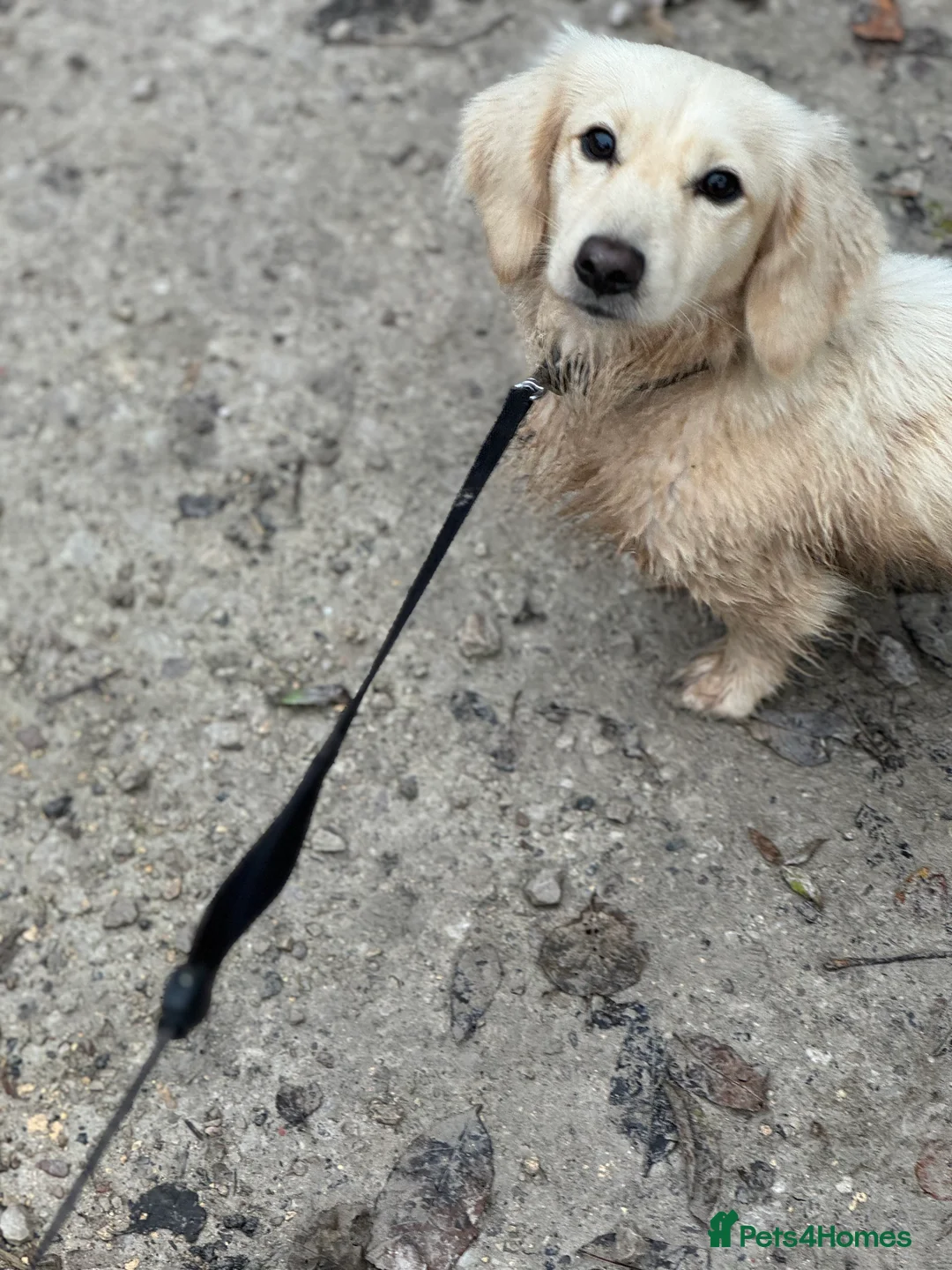 Miniature Dachshund dogs for stud: KC- ee/ii CREAM miniature LH dachshund in Sutton-in-Ashfield - Advert 6