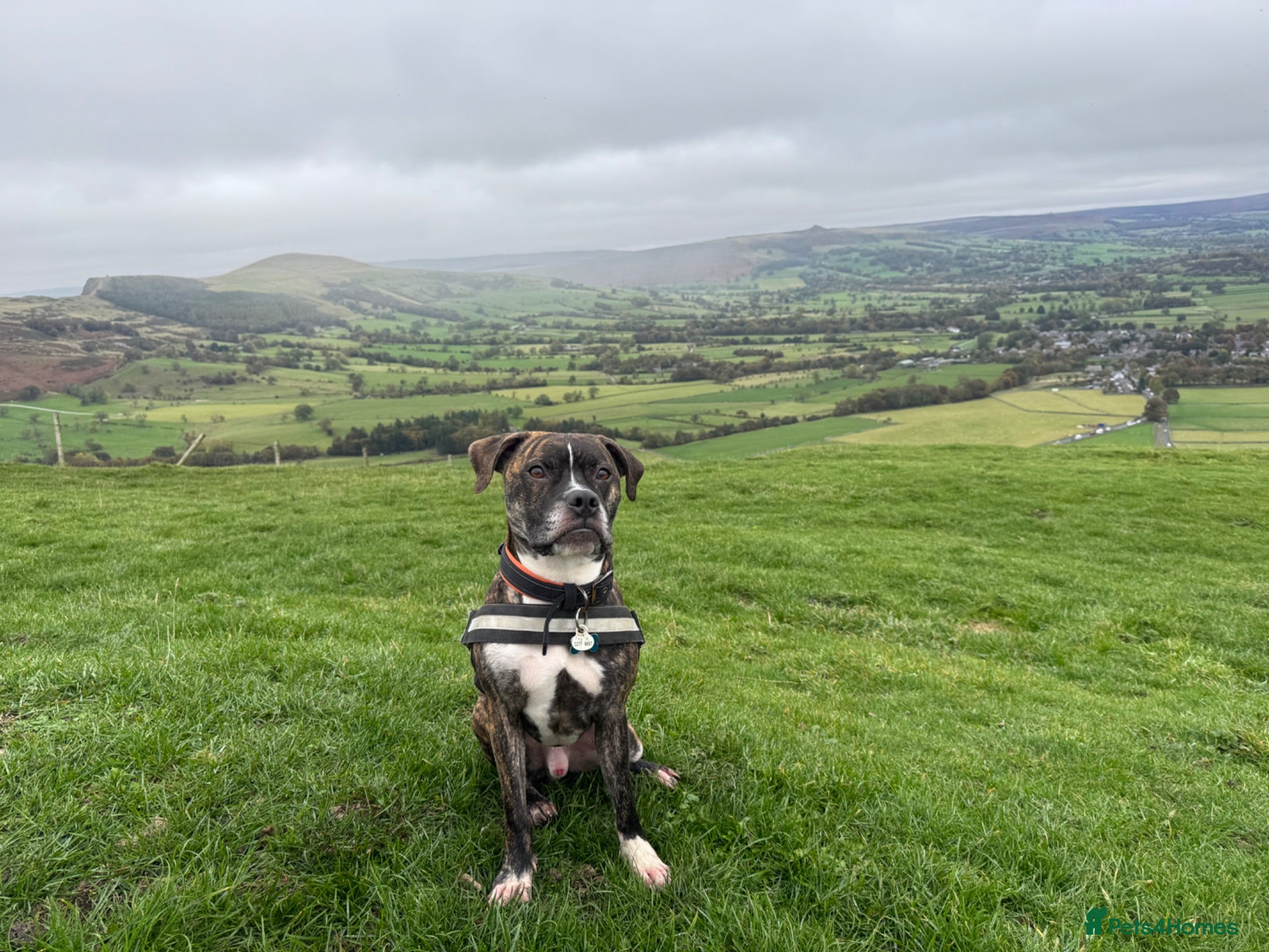 Mixed Breed dogs Rehoming - Advert 1