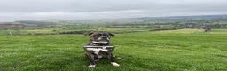 Mixed Breed dogs for sale: Rehoming - Advert 1