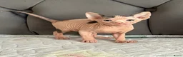 Sphynx cats for sale: sphynx kittens for sale - Advert 33