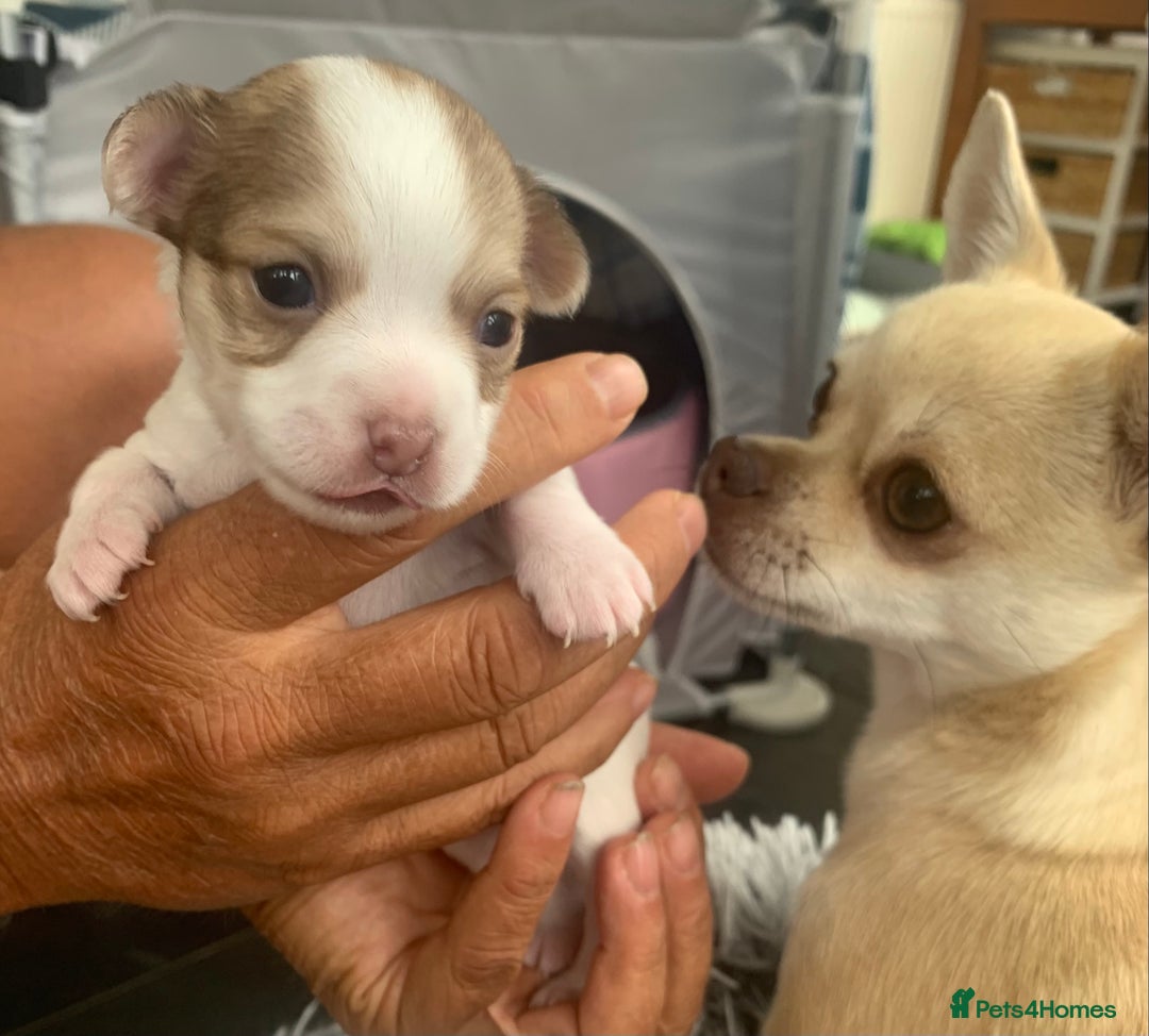Chihuahua dogs for sale: Stunning Chocolate and white Smooth haired pups - Image 4