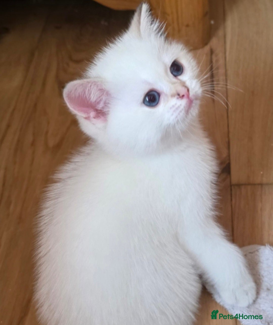 British Shorthair cats for sale: 1 TICA REG BSH GOLDEN COLOURPOINT POINT  - Image 21