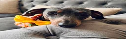Dachshund dogs for sale: Puppy  - Advert 6