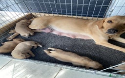 Labrador Retriever dogs for sale: 4 Labrador puppies - Image 1