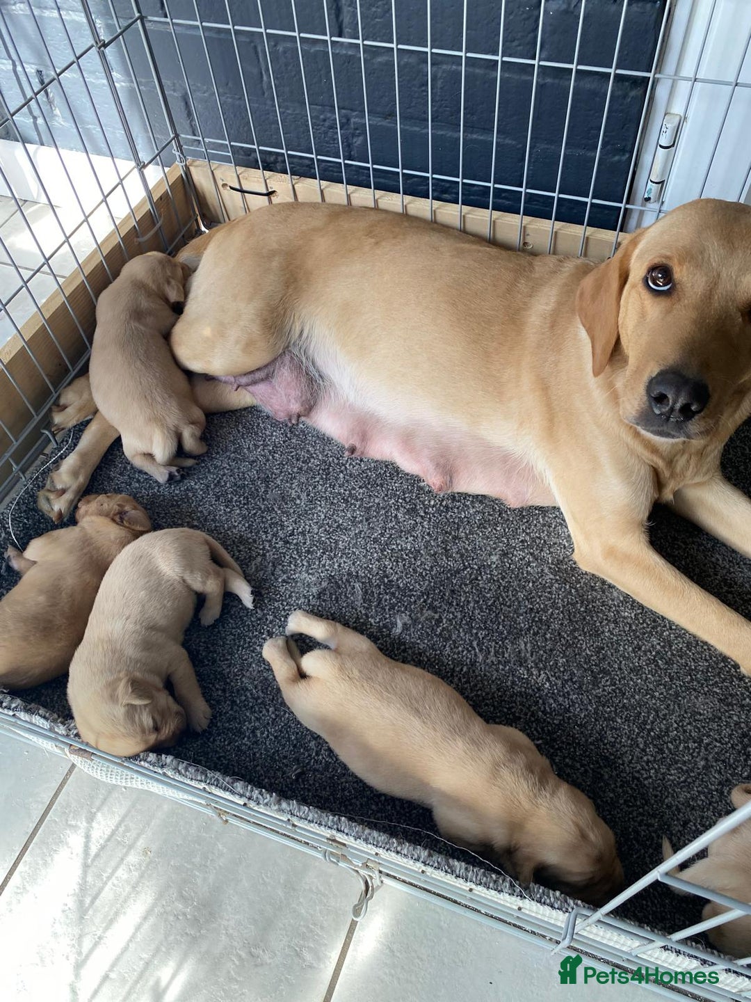 Labrador Retriever dogs for sale: 4 Labrador puppies - Image 1
