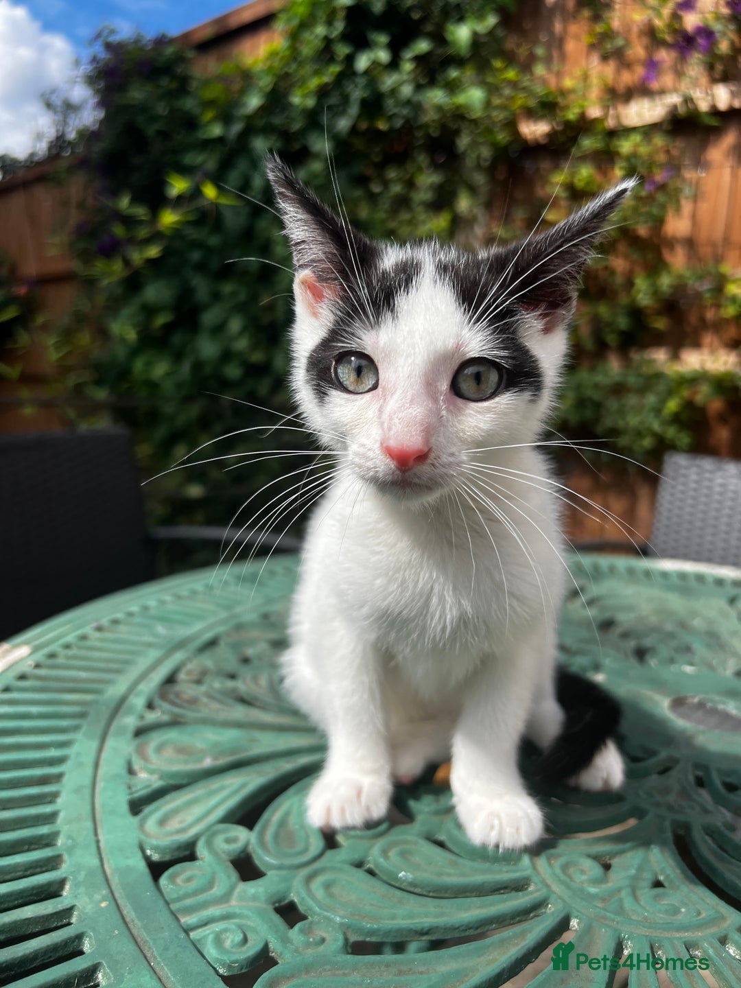 Turkish Angora cats for sale: ⭐️ Beautiful Turkish Angora X Bengal kittens ⭐️ - Image 19