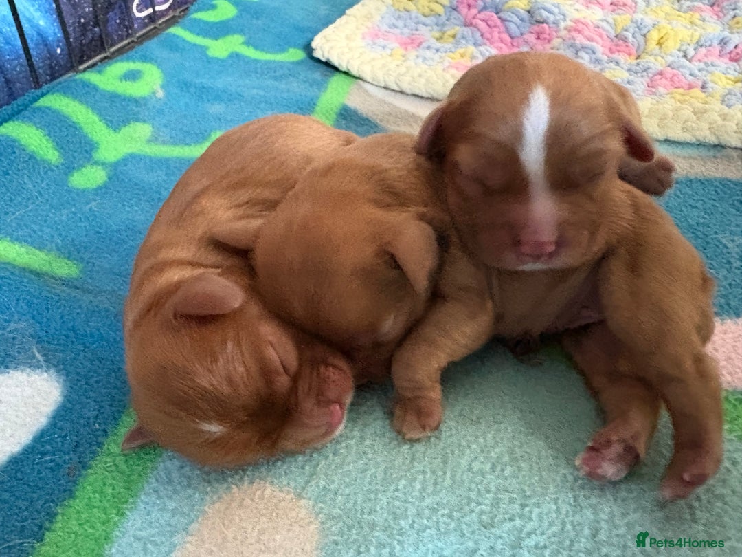 Cavalier King Charles Spaniel dogs for sale: Cavalier King Charles spaniels  - Image 10