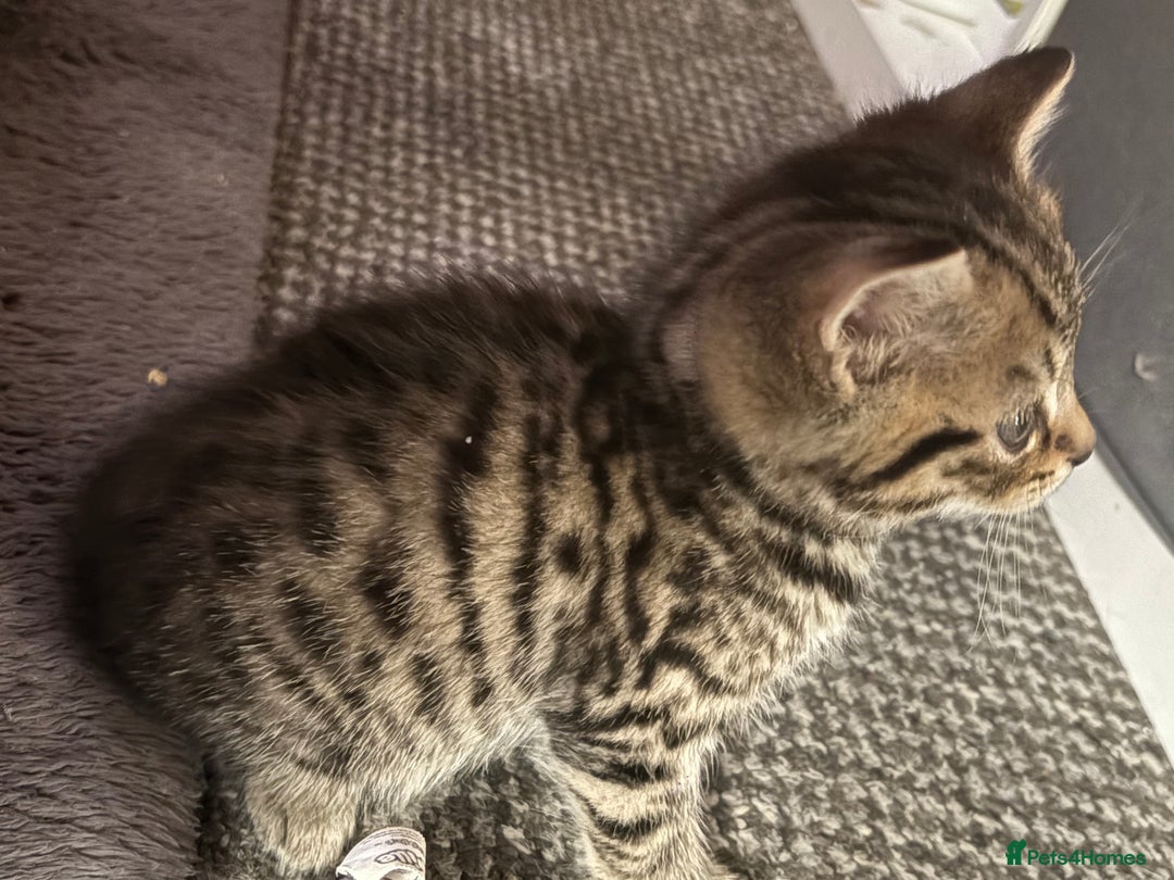 Bengal cats for sale: Bengal Cross and Blue Long haired boy - Image 1