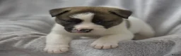 Mixed Breed dogs for sale: F1 American Bulldog x American Akita Puppies in London - Advert 16