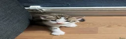 Mixed Breed cats for sale: 2 boy kittens  - Advert 3