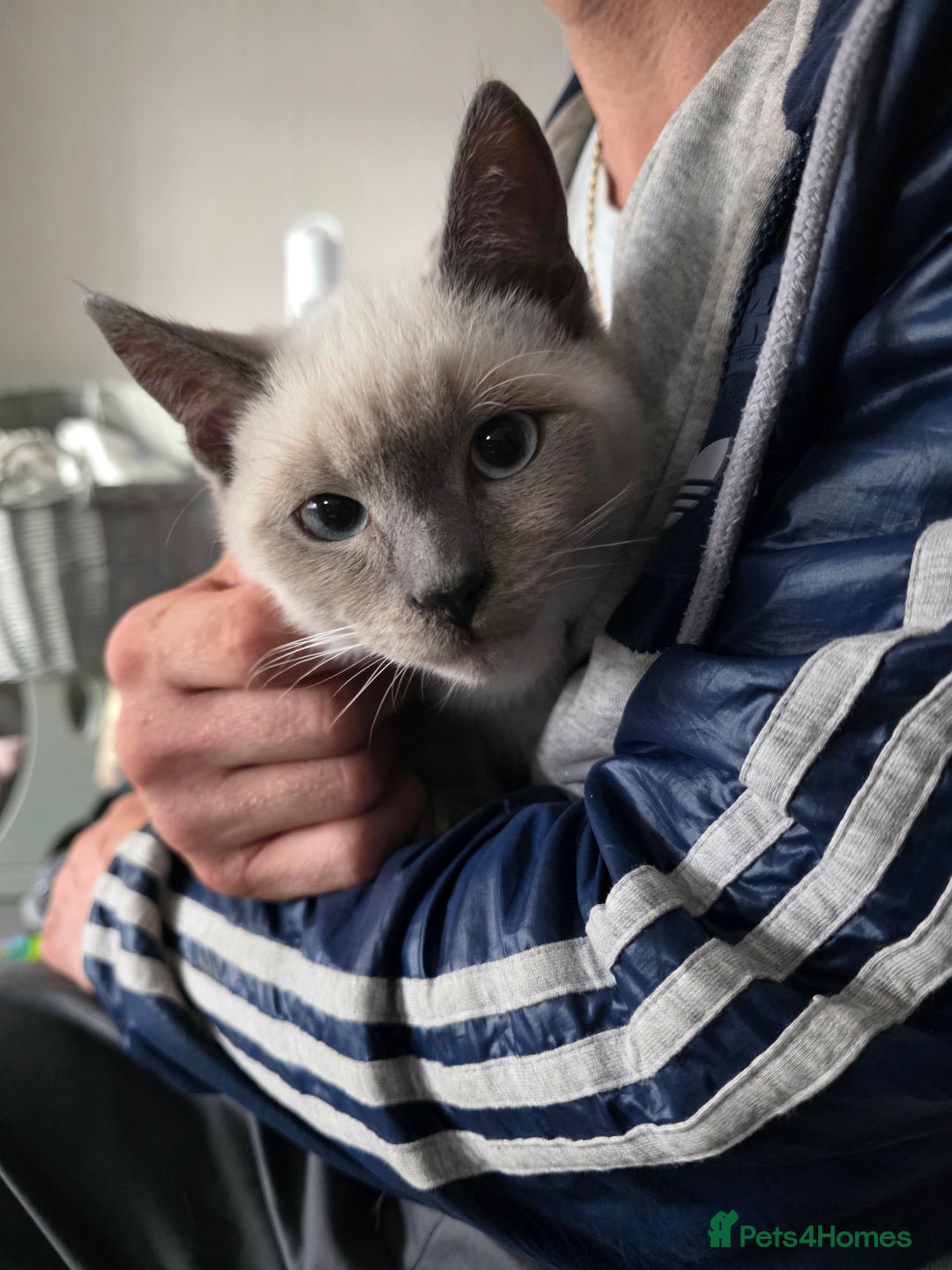 Ragdoll cats for sale: Last 2 ragdoll x British short hair - Image 7