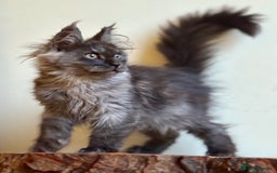 Maine Coon cats for sale: Beautiful pure bread maine coon kittens  - Image 38