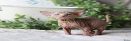 Sphynx cats for sale: Beautiful Pedigree Sphynx Kittens  - Advert 36