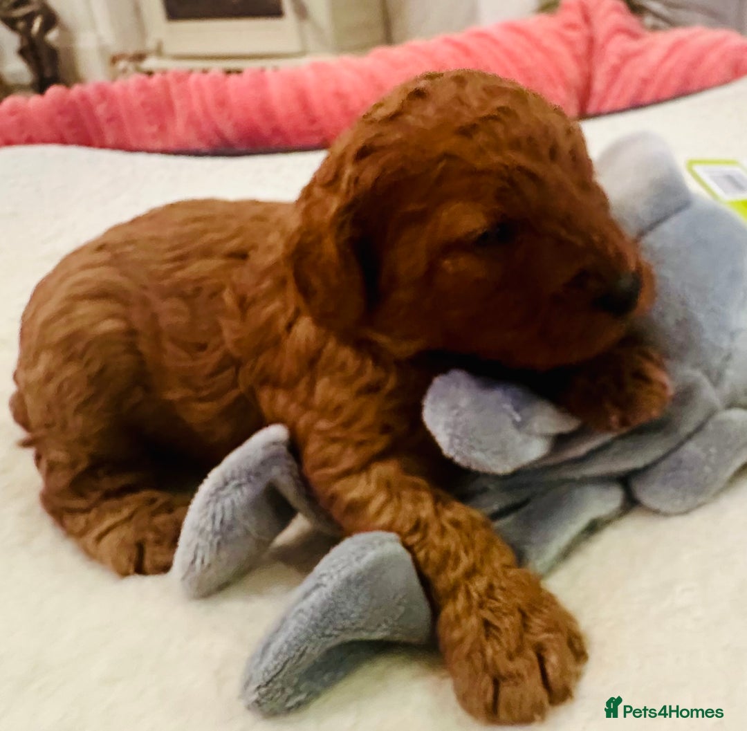 Cavapoo dogs for sale: Toy Cavapoo Puppies  - Advert 4