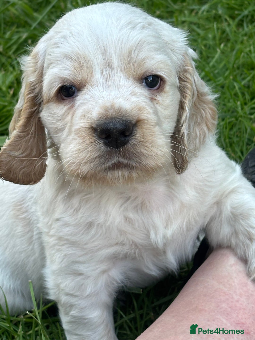 Mixed Breed dogs for sale: Clumber x Cocker Puppies  in Warminster - Image 1
