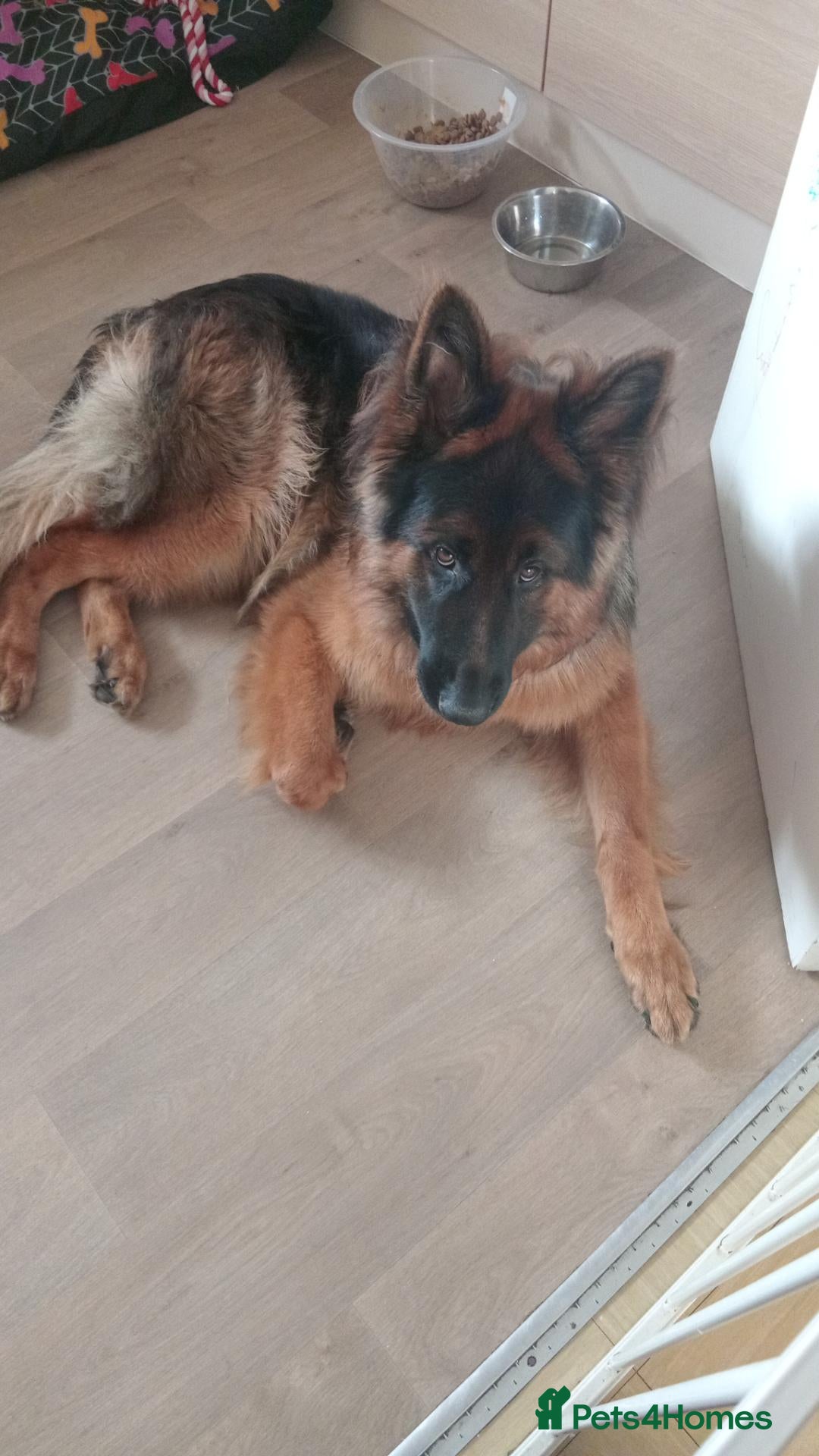 German Shepherd dogs Longhaired German shepard - Advert 8
