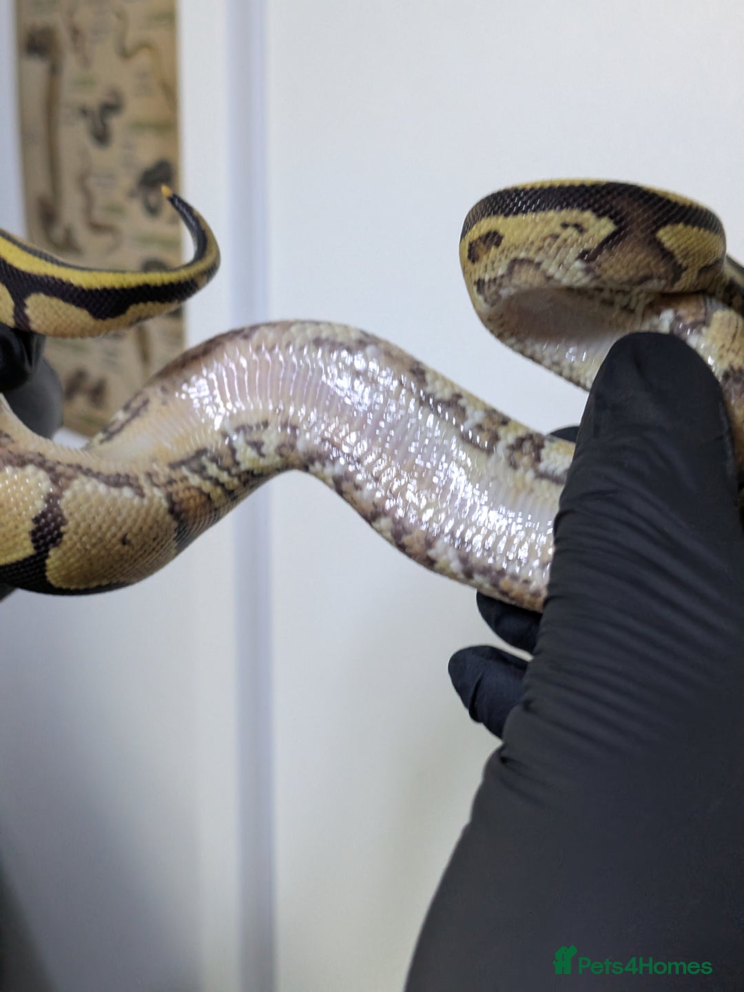 Python Snake reptiles for sale: Multiple royals available  - Image 6