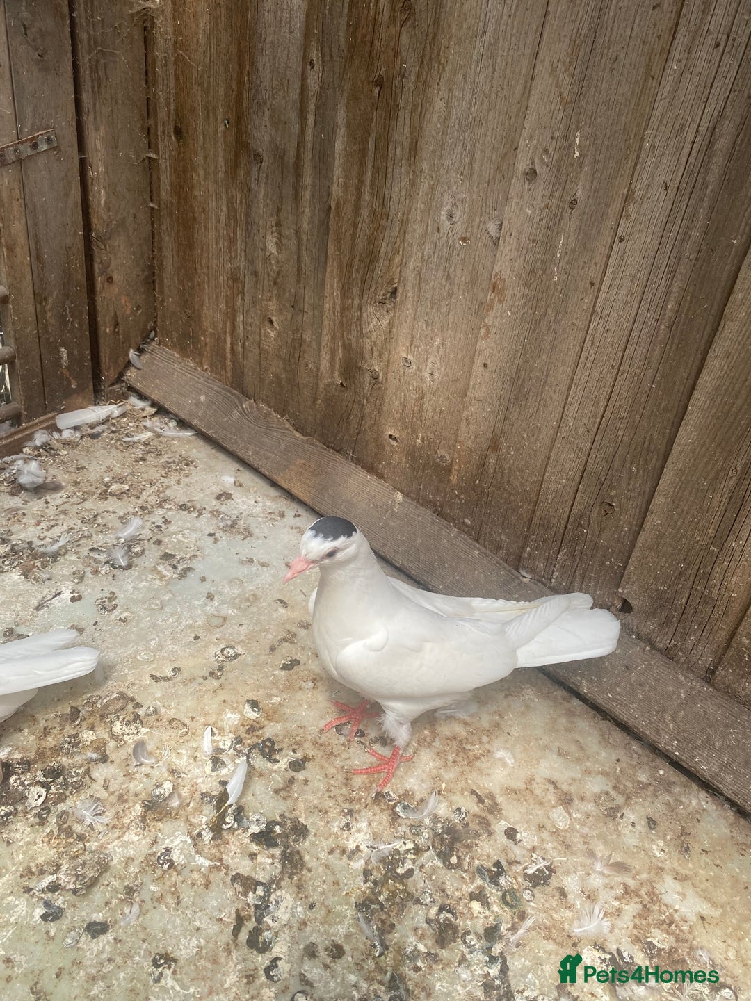 Chickens poultry for sale: Beautiful cock, Pigeon,Quail,H-egg,priceseparate  in Barking - Image 15