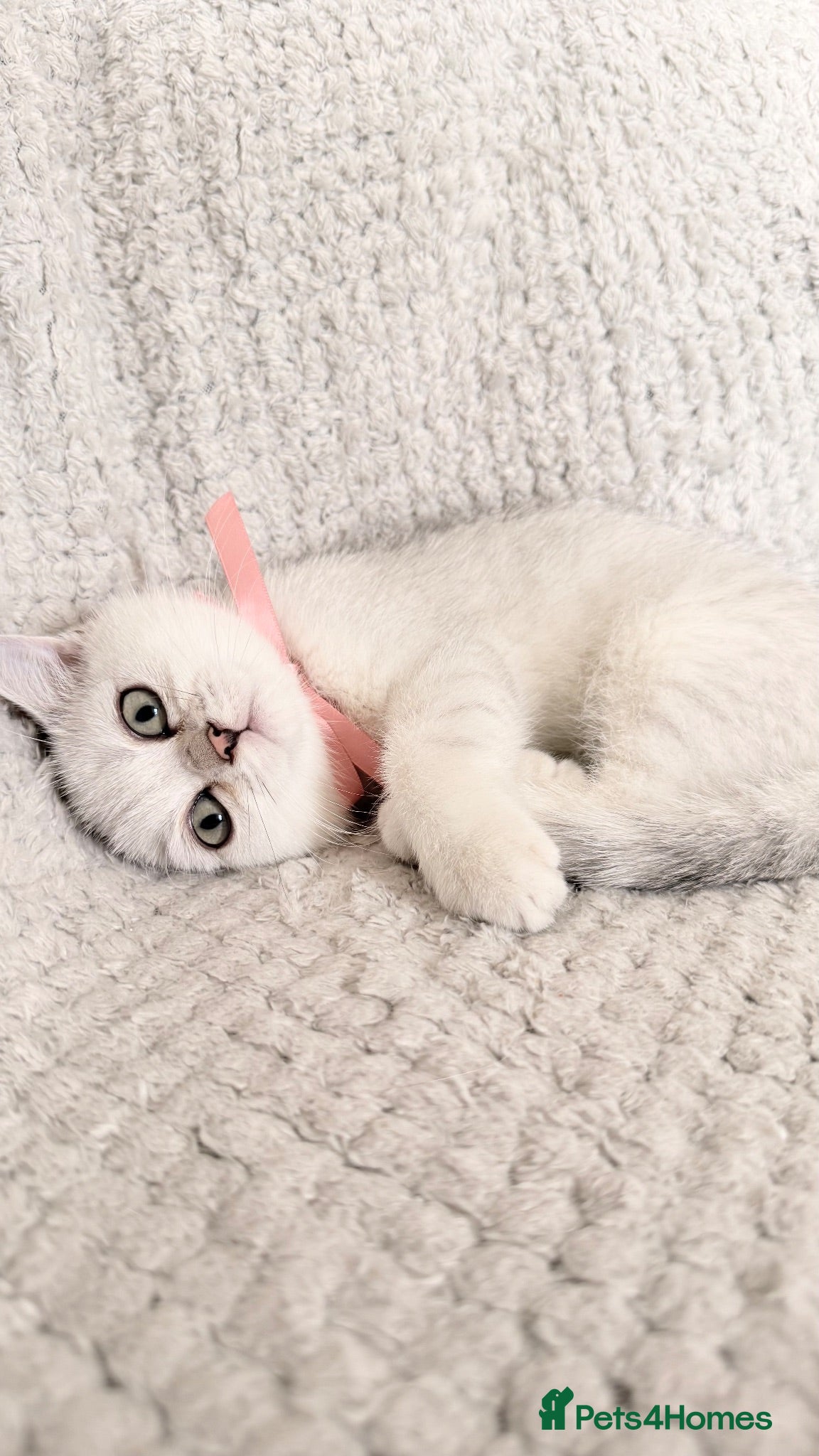 British Shorthair cats DISCOUNT ☀️💕 British Shorthair Chinchilla ☀️💕 - Advert 8