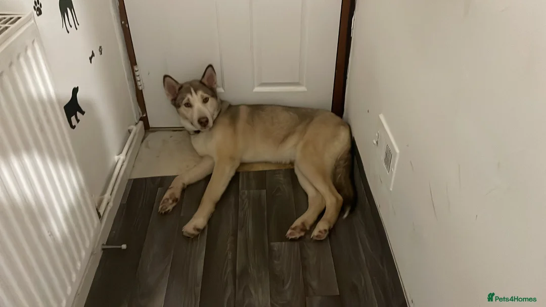 Utonagan dogs for sale: Need new loving home for my husky  - Advert 1