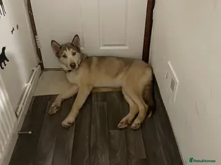 Utonagan dogs Need new loving home for my husky - Advert 7