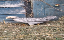 Chickens poultry for sale: Sapphire sunset Cockerell  - Image 1