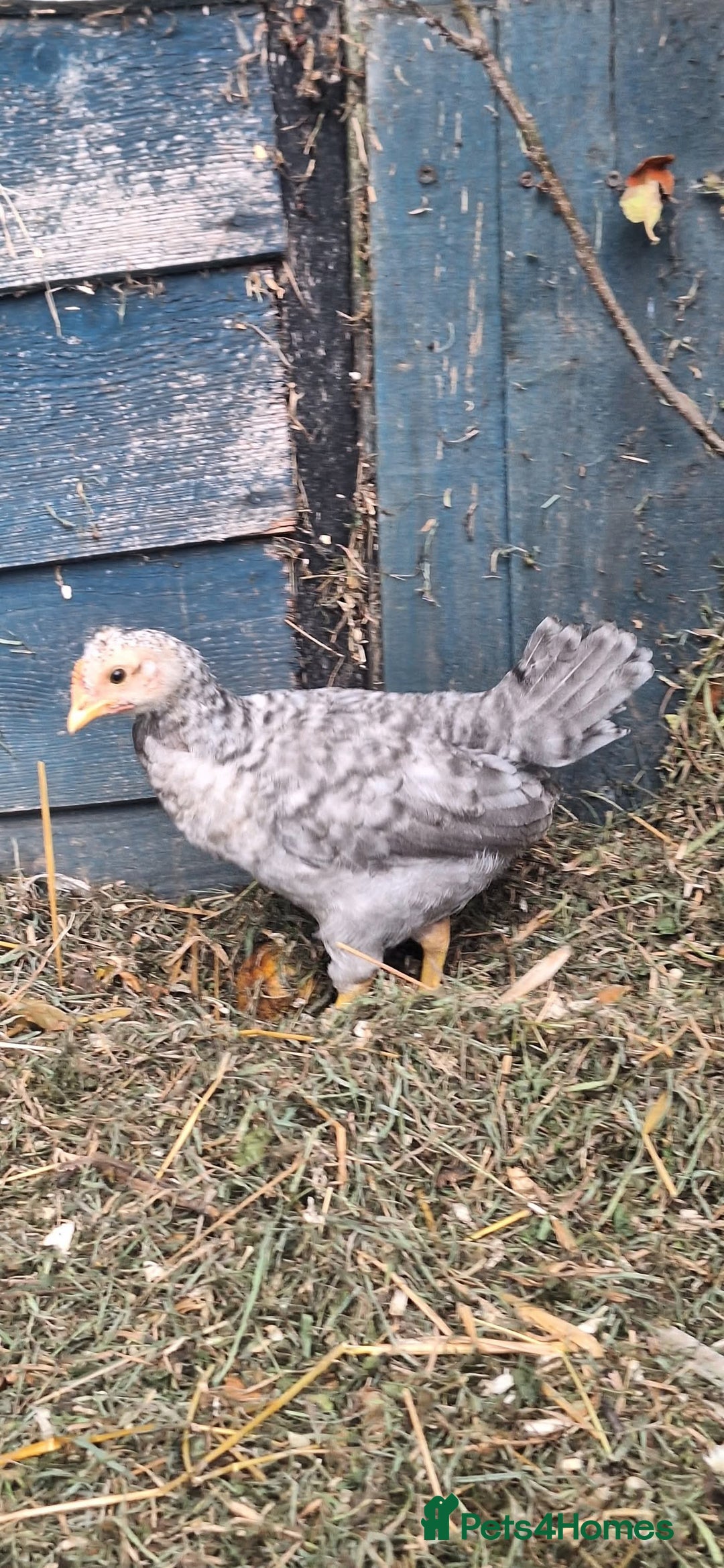 Chickens poultry for sale: Sapphire sunset Cockerell  - Image 1