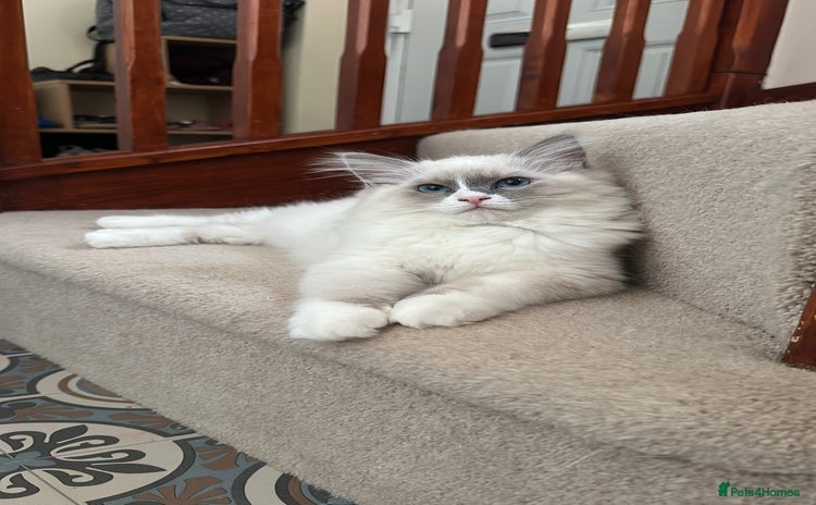 Ragdoll cats Two GCCF Ragdoll Boys left - Advert 1