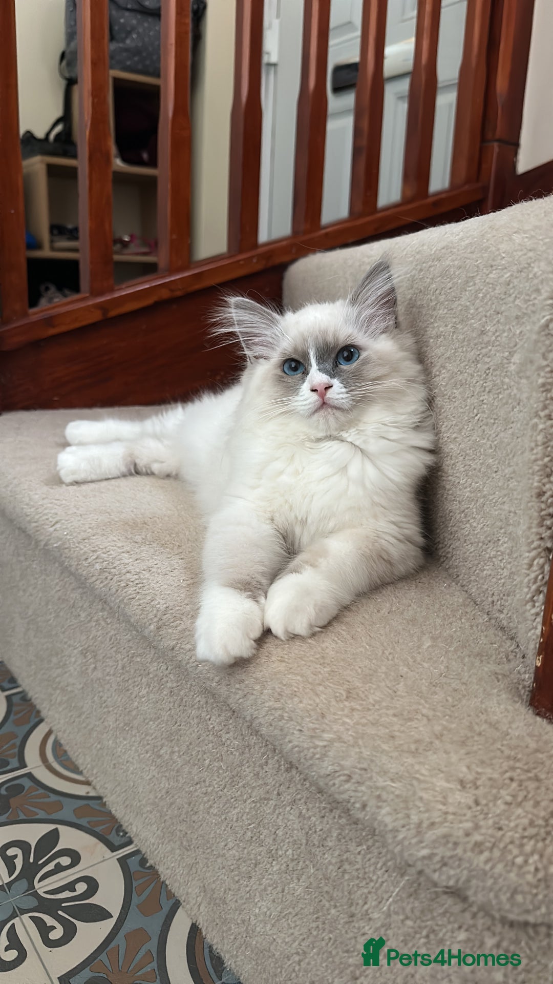 Ragdoll cats for sale: 1 GCCF Ragdoll Blue Point Boy left - Advert 3