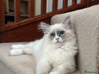 Ragdoll cats Two GCCF Ragdoll Boys left - Advert 8