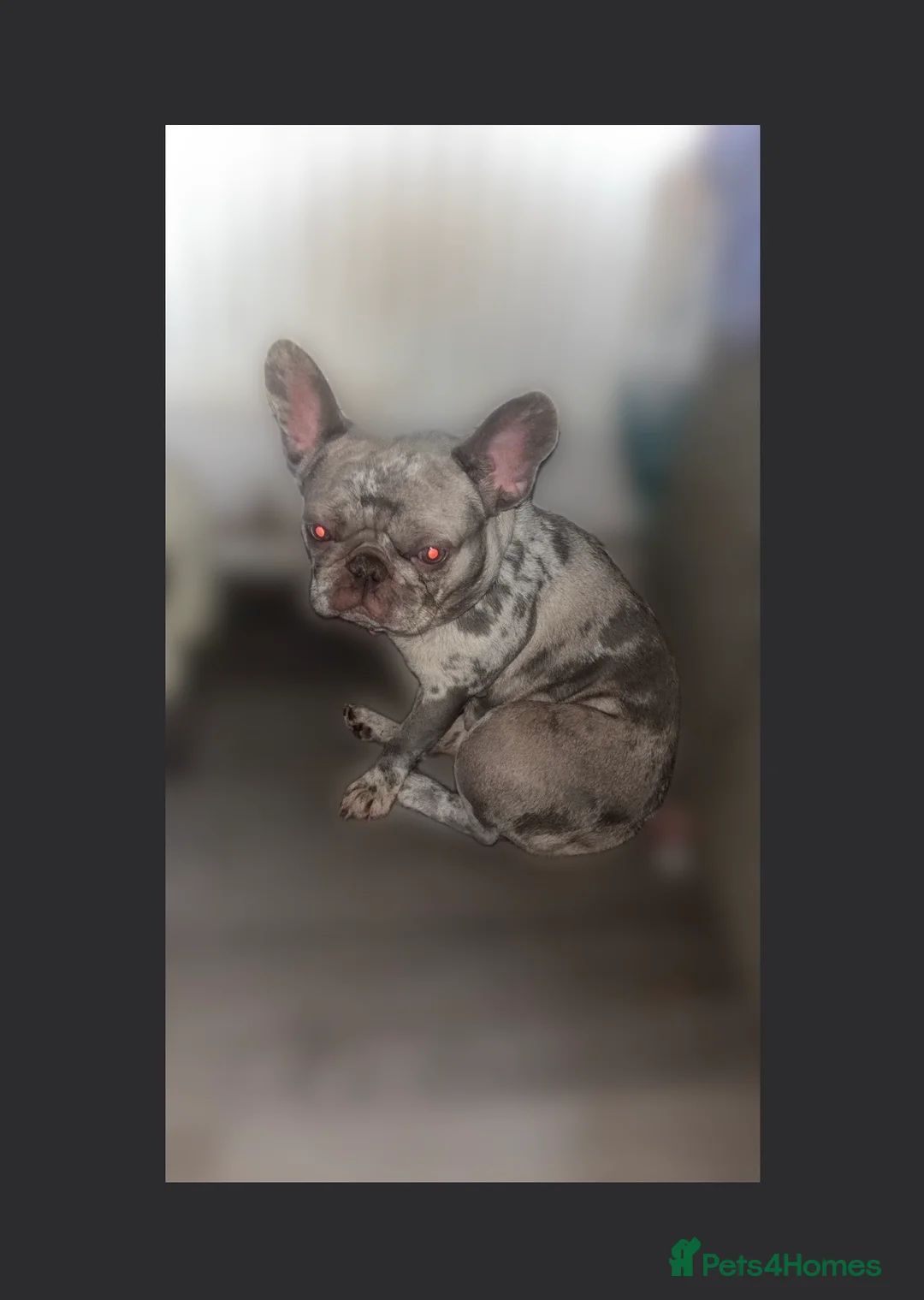 French Bulldog dogs for sale: 1 year old Merle French bulldog female - Advert 2