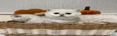 British Shorthair 2