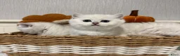 British Shorthair cats for sale: Exceptional Pedigree Silver British shorthairs 🩶 - Advert 13