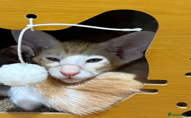 Oriental cats - Advert 2