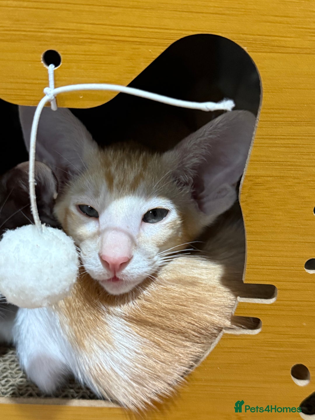 Oriental cats for sale: Oriental Kittens Looking for Their Forever Homes - Image 1