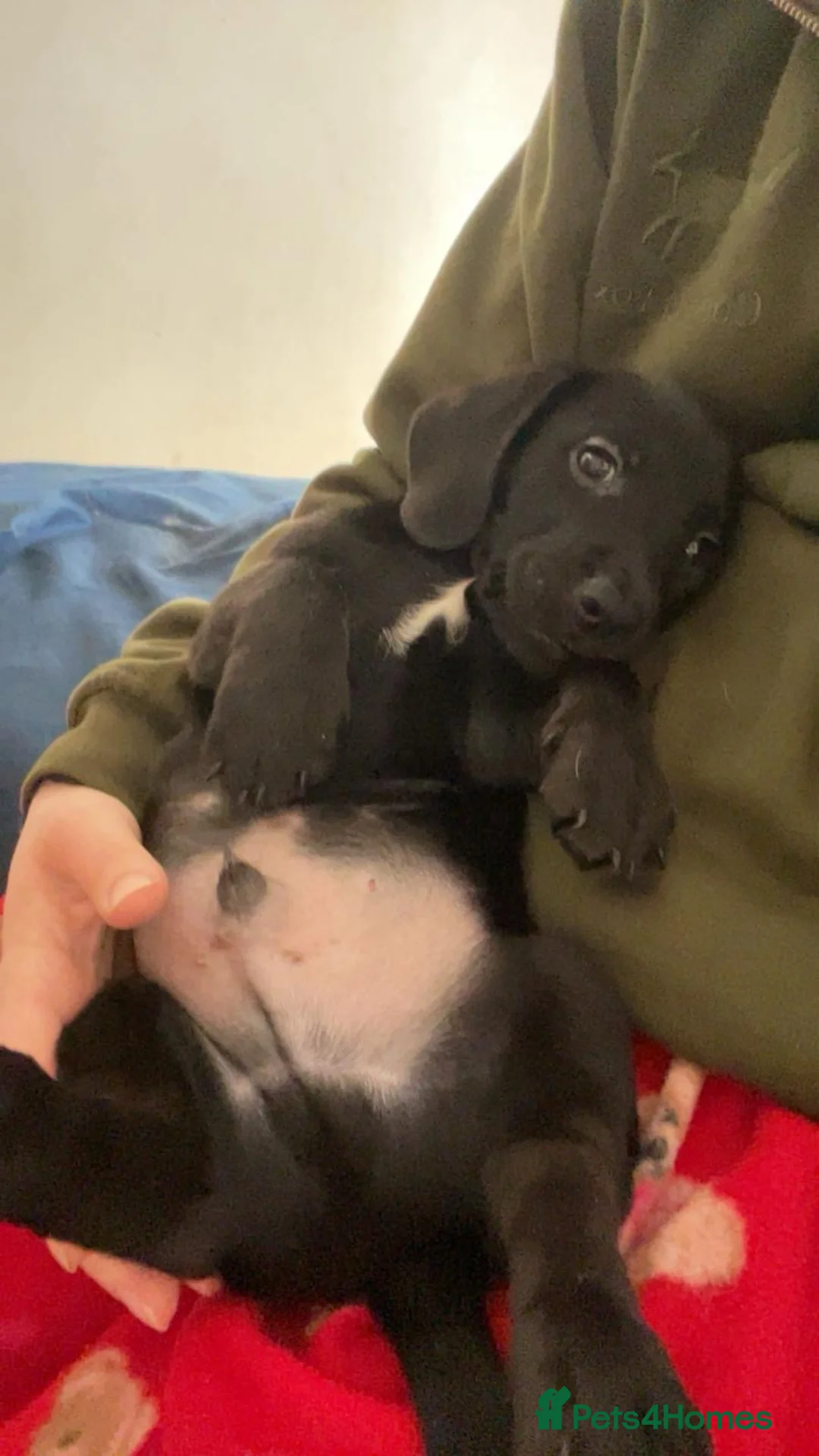 Mixed Breed dogs for sale: Beautiful dachsdors in Moreton-in-Marsh - Advert 2