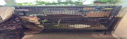 Budgerigars birds for sale: Budgies  READ DESCRIPTION!!! - Advert 9