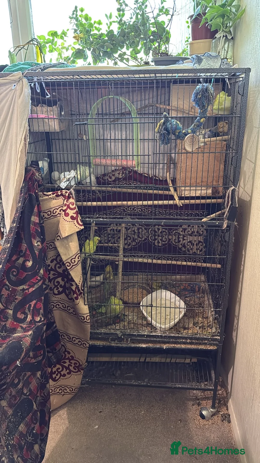 Budgerigars birds for sale: Budgies  READ DESCRIPTION!!! - Advert 9