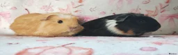 Guinea Pig rodents for sale: Baby cornet girls ready now as of the 28th April  - Advert 3