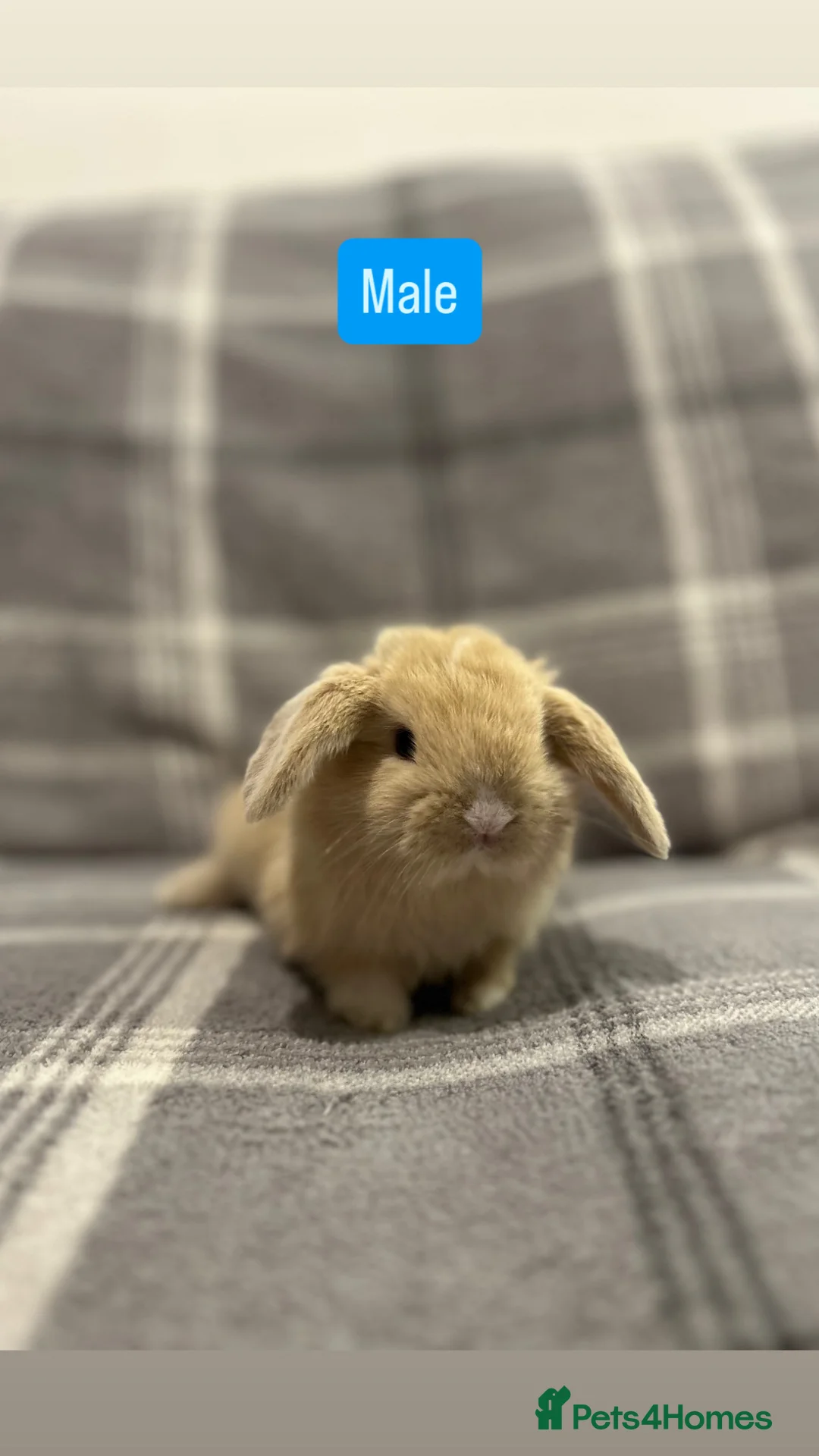 Mini Lop rabbits for sale: Mini Lop Baby Rabbits - Advert 2