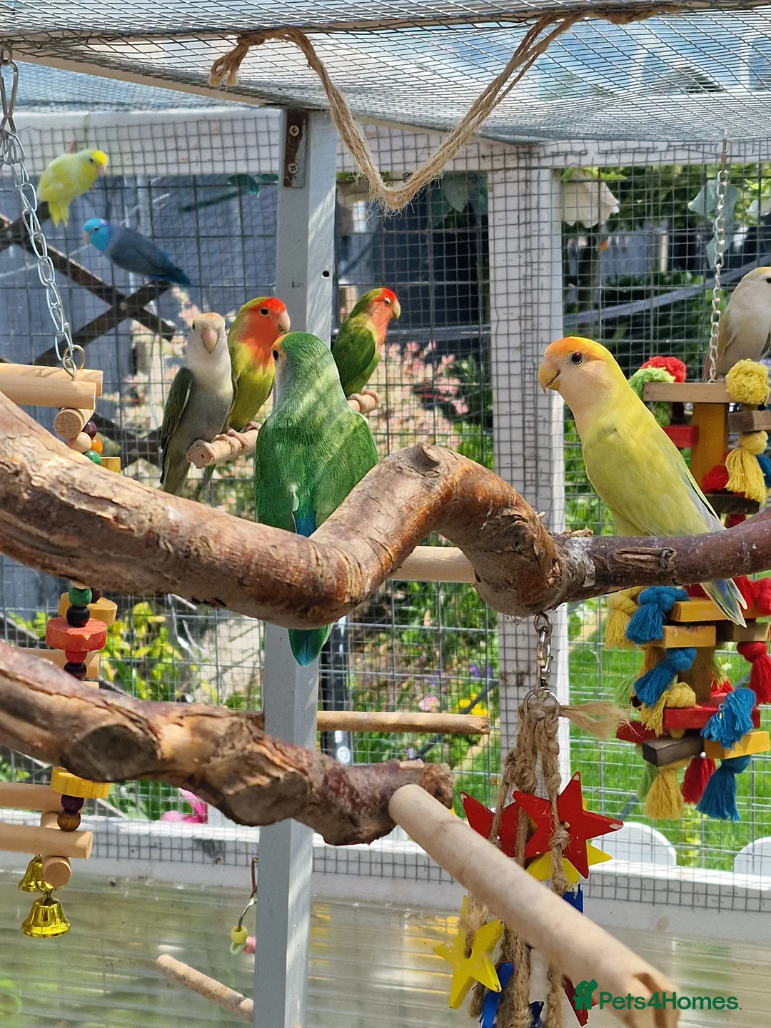 Lovebirds birds for sale: Lovebird Pairs - Advert 11