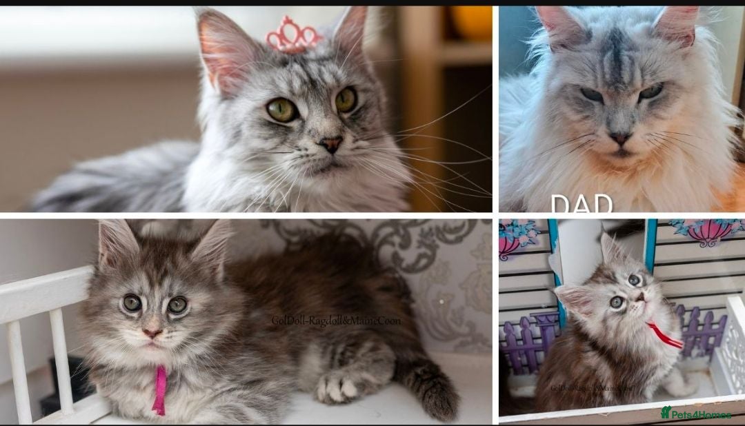 Maine Coon cats Ready Soon GCCF tabby champion line pure pedigree - Advert 11