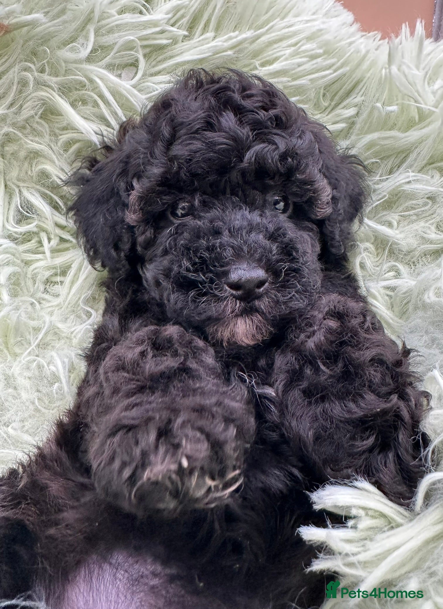 Toy Poodle dogs K.C.Reg tiny Toy Poodle puppies - Advert 4