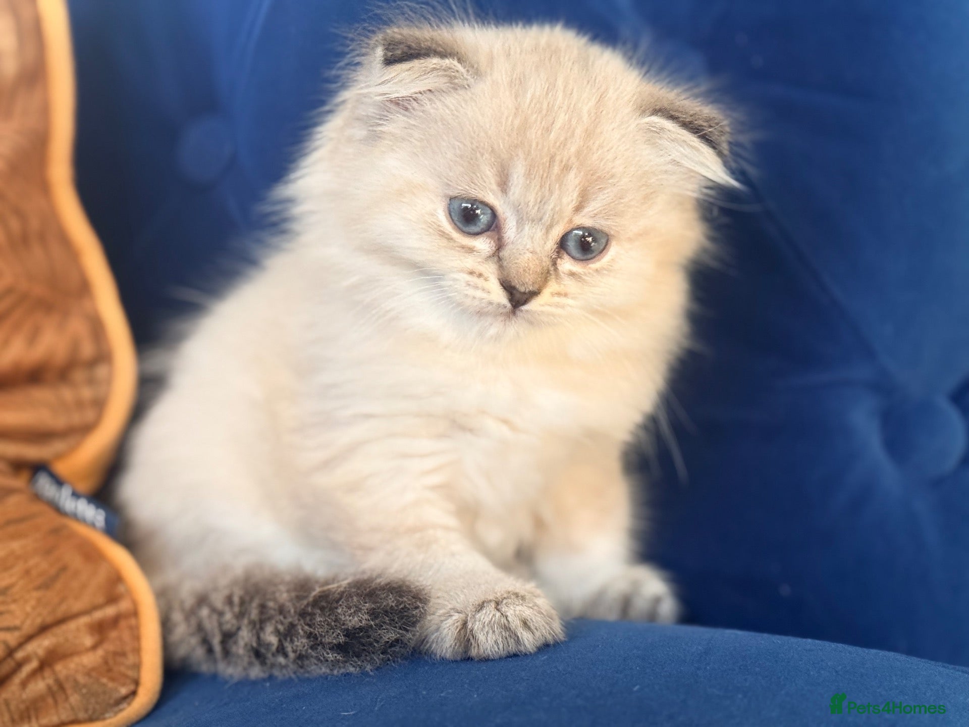 Scottish Fold cats Scottish Fold X Lilac Ragdoll twins ❤️  - Advert 1